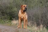 TOSA INU 475